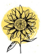Sunflower with black color